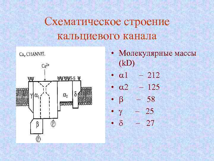 Схематическое строение кальциевого канала • Молекулярные массы (k. D) • a 1 - 212