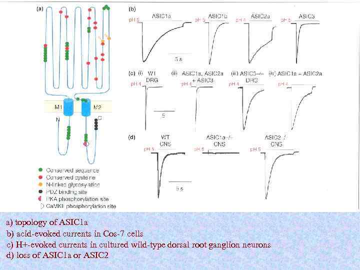  a) topology of ASIC 1 a b) acid-evoked currents in Cos-7 cells c)