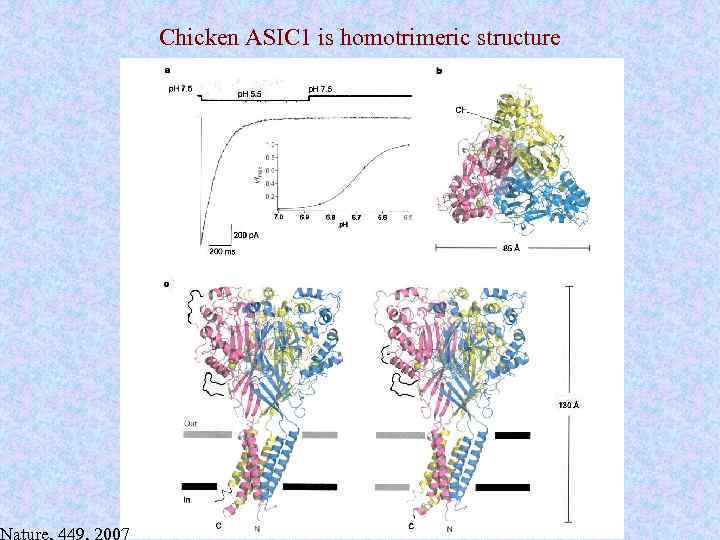 Nature, 449, 2007 Chicken ASIC 1 is homotrimeric structure 