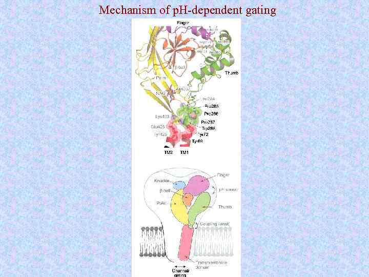 Mechanism of p. H-dependent gating 