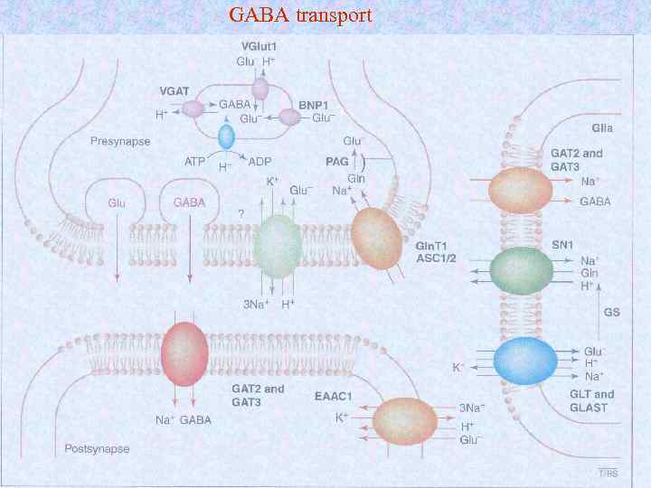 GABA transport 