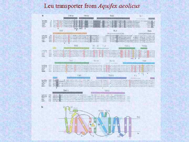 Leu transporter from Aquifex aeolicus 