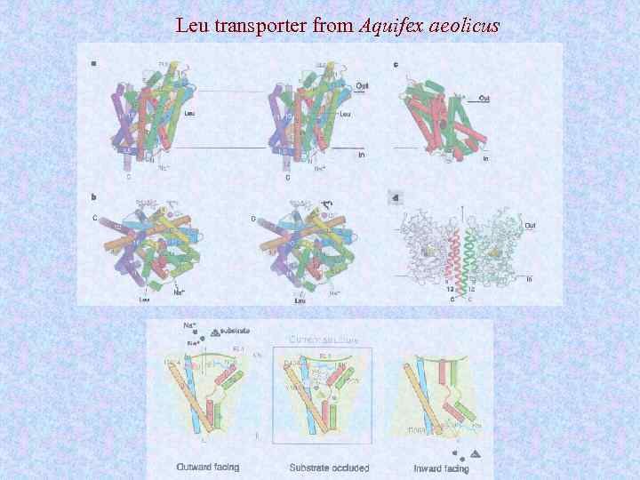 Leu transporter from Aquifex aeolicus 