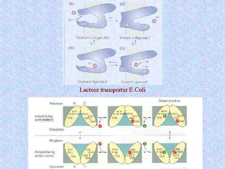 Lactose transporter E. Coli 