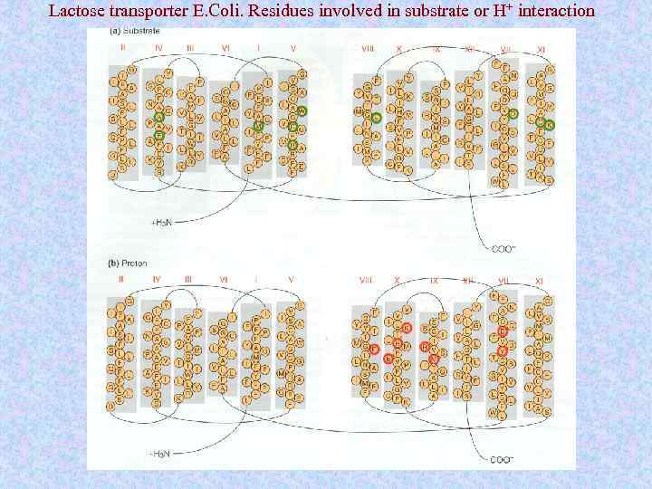 Lactose transporter E. Coli. Residues involved in substrate or H+ interaction 