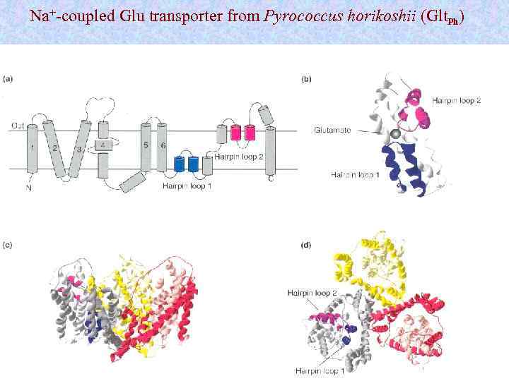 Na+-coupled Glu transporter from Pyrococcus horikoshii (Glt. Ph) 