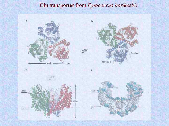 Glu transporter from Pytococcus horikoshii 