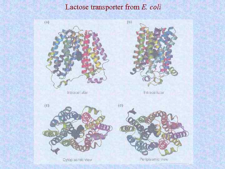 Lactose transporter from E. coli 