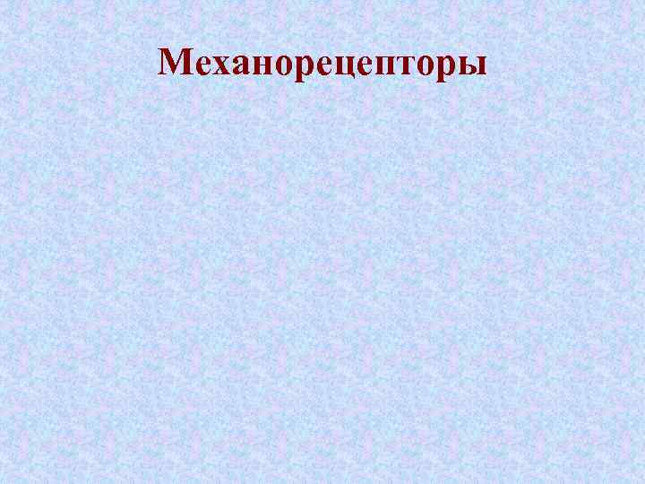 Механорецепторы 