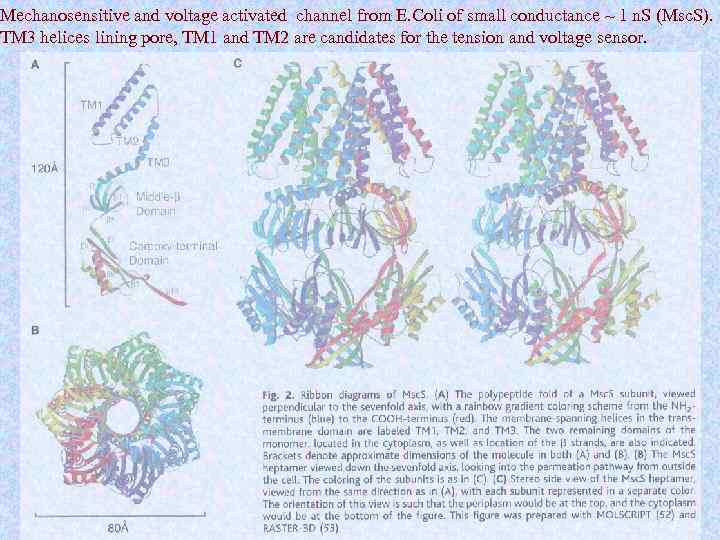 Mechanosensitive and voltage activated channel from E. Coli of small conductance ~ 1 n.