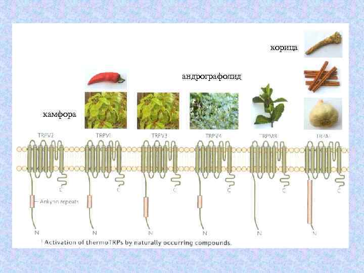 корица андрографолид камфора 