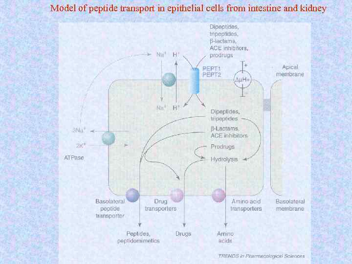 Model of peptide transport in epithelial cells from intestine and kidney 