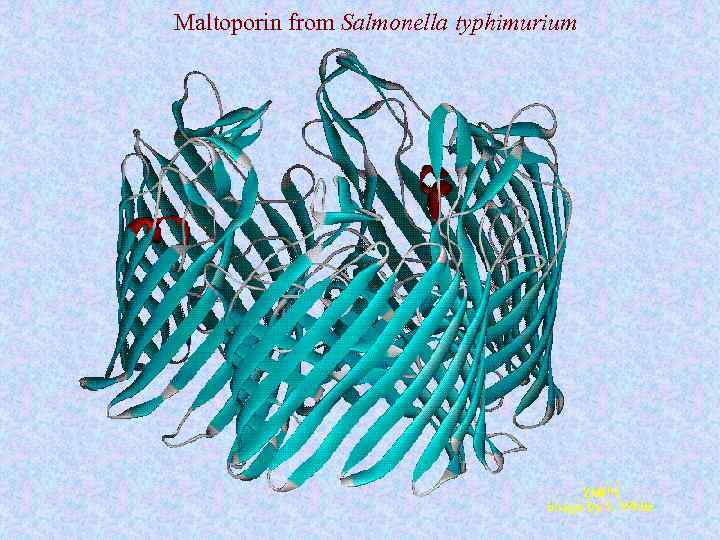 Maltoporin from Salmonella typhimurium 