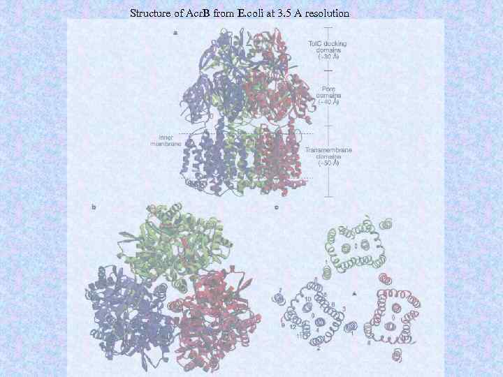 Structure of Acr. B from E. coli at 3. 5 A resolution 