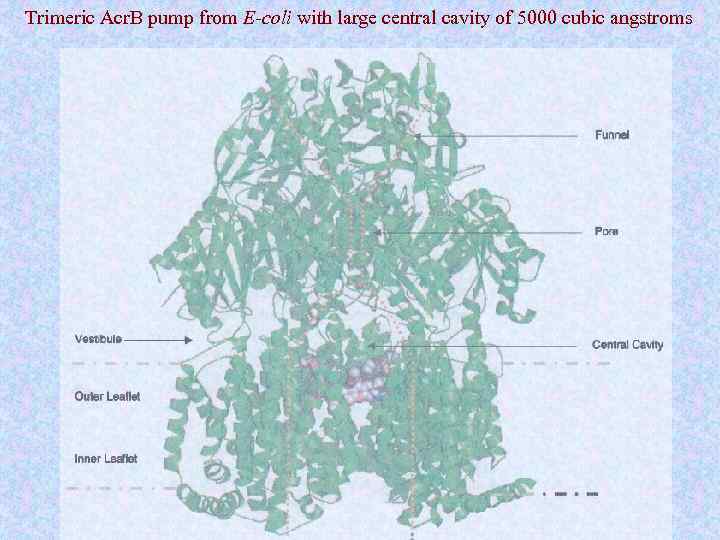 Trimeric Acr. B pump from E-coli with large central cavity of 5000 cubic angstroms