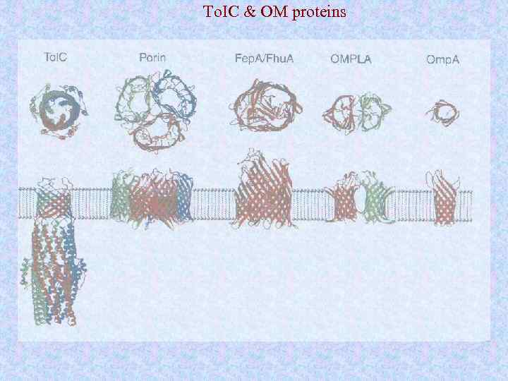 To. IC & OM proteins 