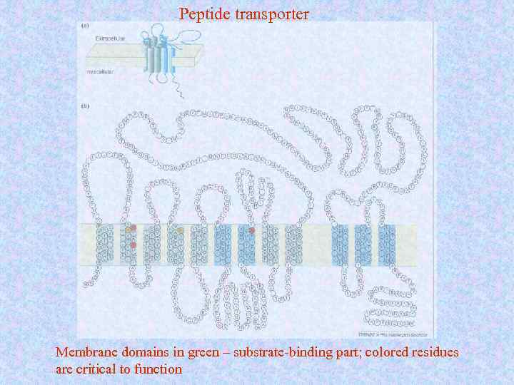 Peptide transporter Membrane domains in green – substrate-binding part; colored residues are critical to