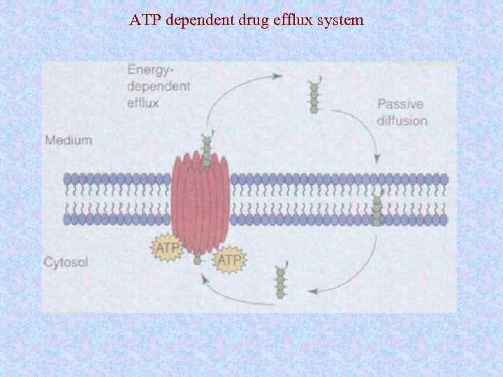ATP dependent drug efflux system 