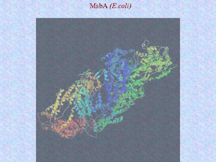 Msb. A (E. coli) 