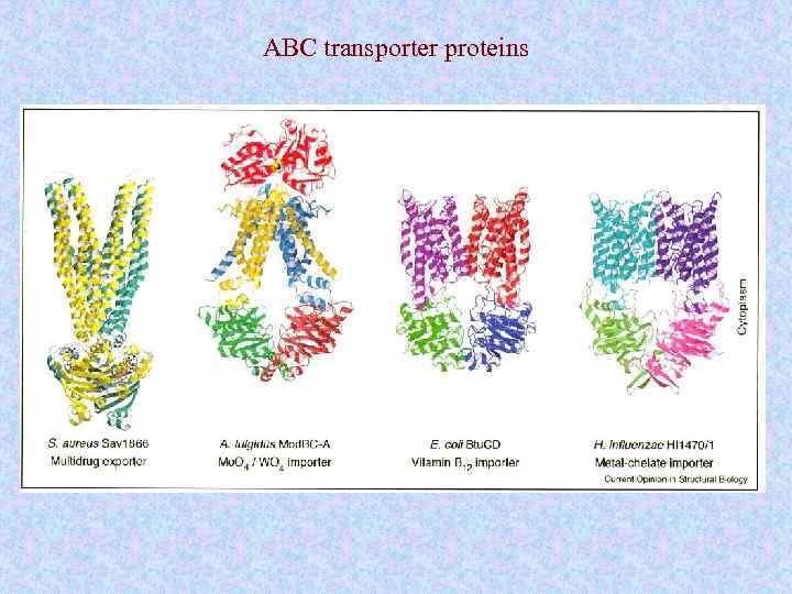 ABC transporter proteins 