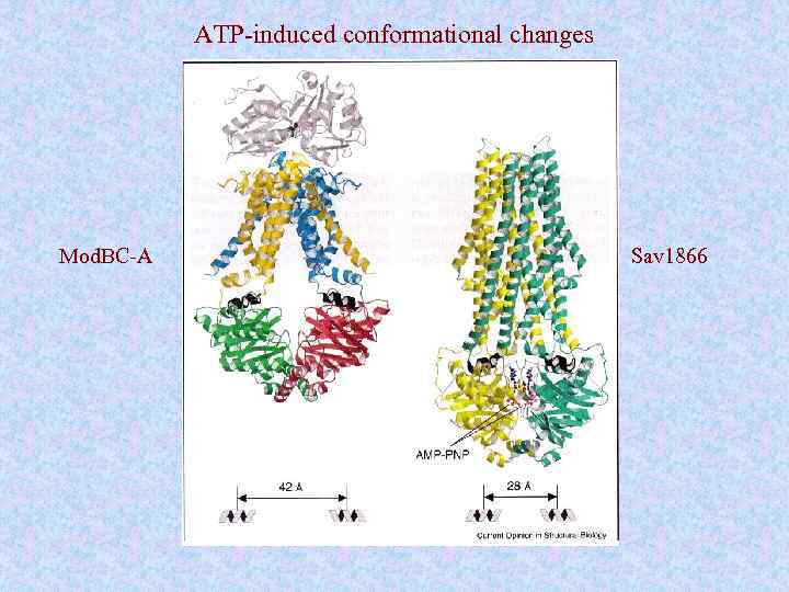 ATP-induced conformational changes Mod. BC-A Sav 1866 