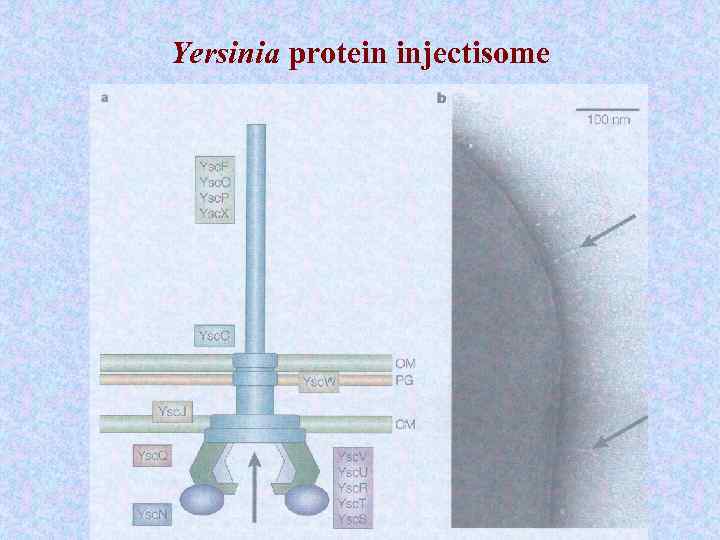 Yersinia protein injectisome 