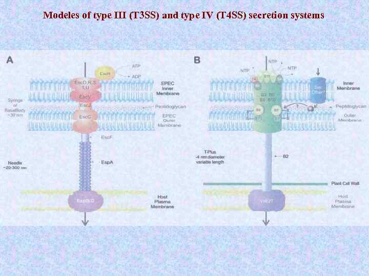 Modeles of type III (T 3 SS) and type IV (T 4 SS) secretion