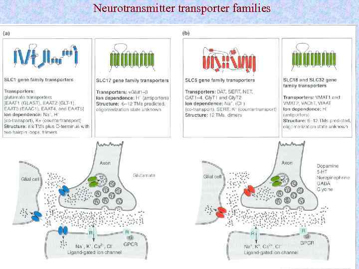 Neurotransmitter transporter families 