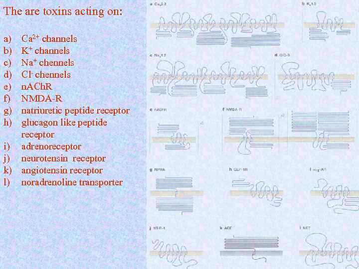 The are toxins acting on: a) b) c) d) e) f) g) h) Ca
