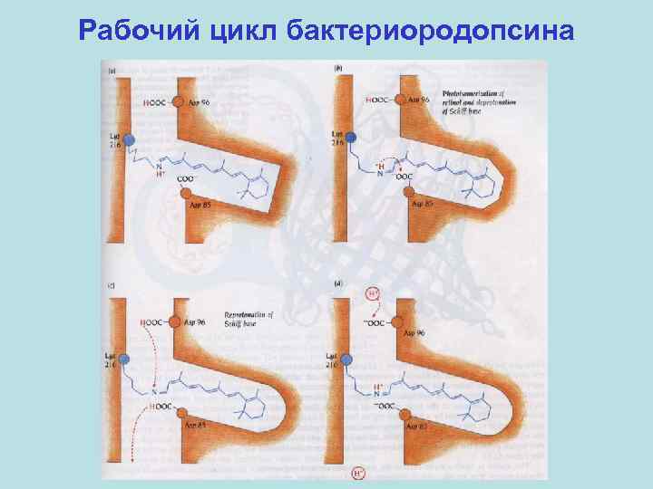 Рабочий цикл бактериородопсина 