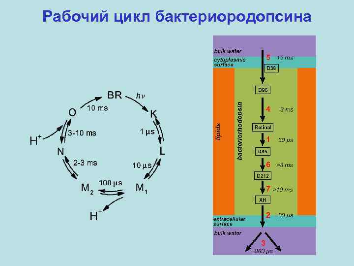 Рабочий цикл бактериородопсина 