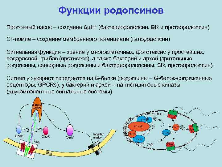 Функции родопсинов Протонный насос – создание ΔμH+ (бактериородопсин, BR и протеородопсин) Cl--помпа – создание