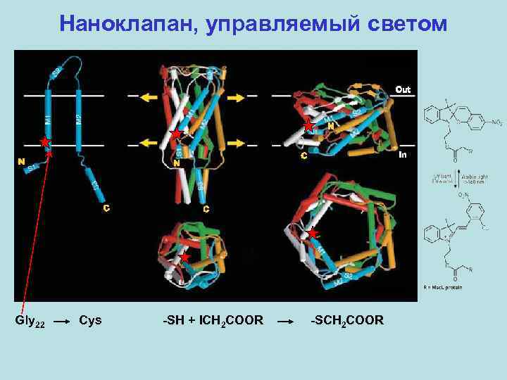 Наноклапан, управляемый светом Gly 22 Cys -SH + ICH 2 COOR -SCH 2 COOR