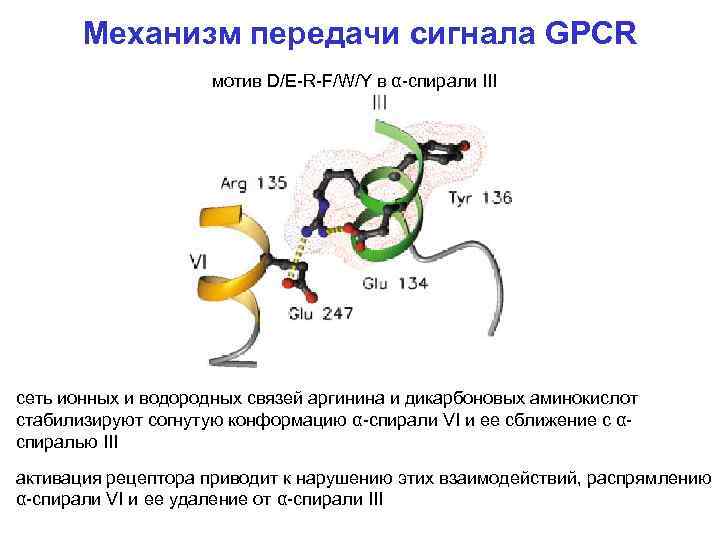 Механизм передачи сигнала GPCR мотив D/E-R-F/W/Y в α-спирали III сеть ионных и водородных связей