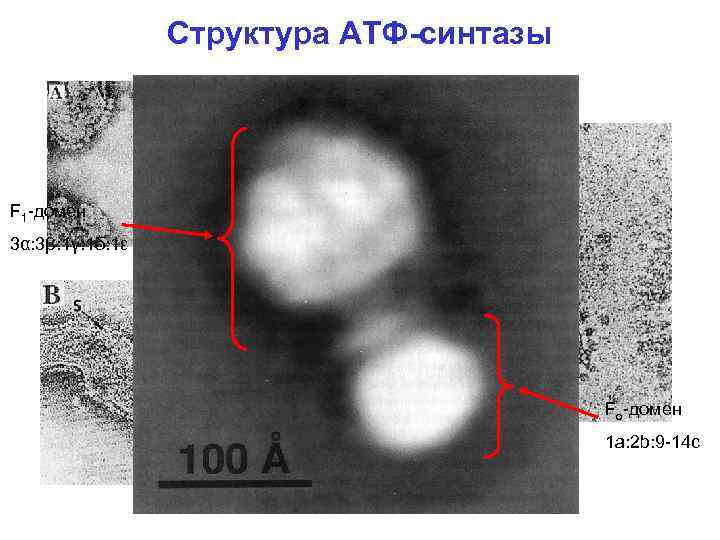 Структура АТФ-синтазы F 1 -домен 3α: 3β: 1γ: 1δ: 1ε Fo-домен 1 a: 2