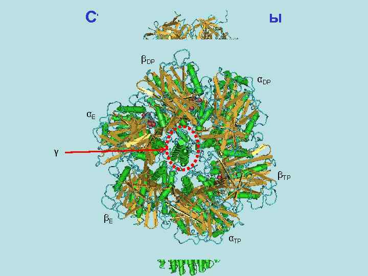 Структура АТФ-синтазы βDP αE γ βTP βE αTP 