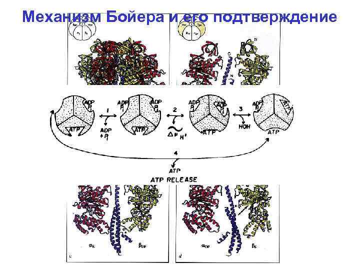 Механизм Бойера и его подтверждение 