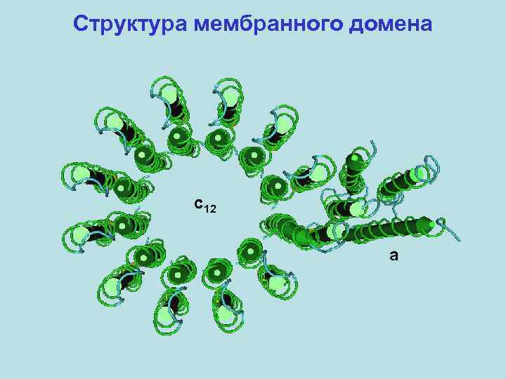 Структура мембранного домена c 12 a 