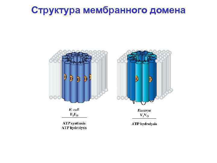 Структура мембранного домена 