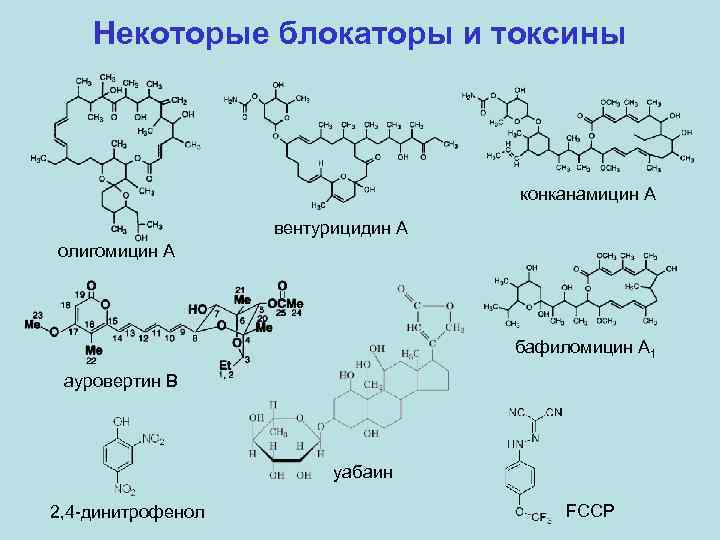 Некоторые блокаторы и токсины конканамицин A вентурицидин A олигомицин A бафиломицин A 1 ауровертин