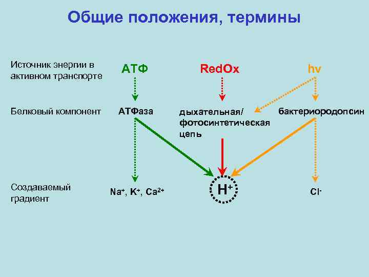 Общие положения, термины Источник энергии в активном транспорте АТФ Белковый компонент АТФаза Создаваемый градиент