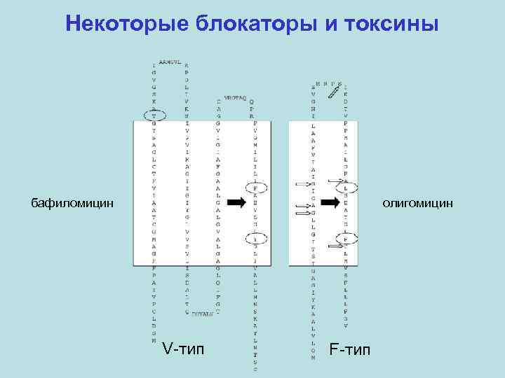 Некоторые блокаторы и токсины бафиломицин олигомицин V-тип F-тип 