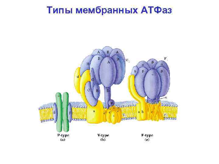 Типы мембран. Мембранные АТФАЗЫ. Классификация мембранных АТФАЗ. АТФАЗА V типа. АТФАЗЫ типы.