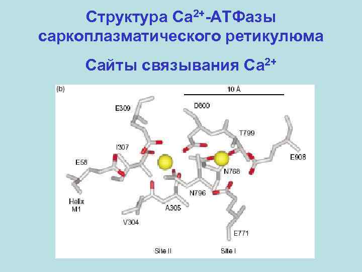 Структура Ca 2+-АТФазы саркоплазматического ретикулюма Сайты связывания Ca 2+ 