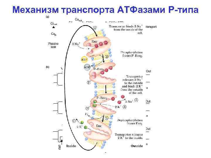 Механизм транспорта АТФазами P-типа 