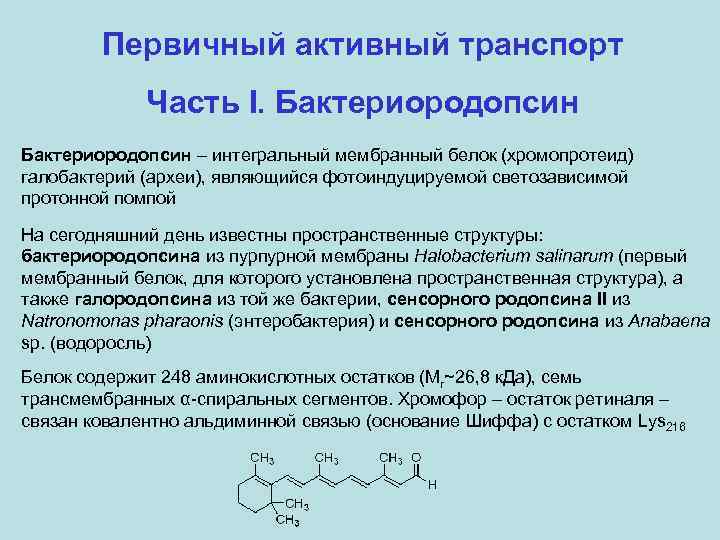 Первичный активный транспорт Часть I. Бактериородопсин – интегральный мембранный белок (хромопротеид) галобактерий (археи), являющийся