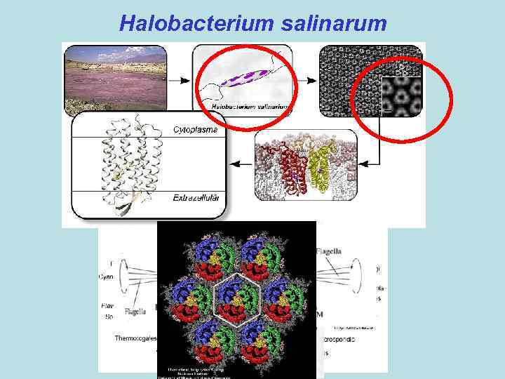 Halobacterium salinarum 