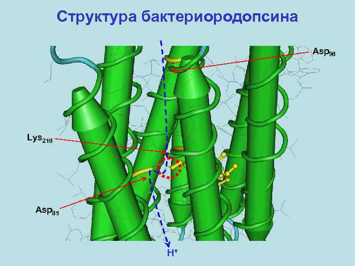 Структура бактериородопсина Asp 96 Lys 216 Asp 85 H+ 