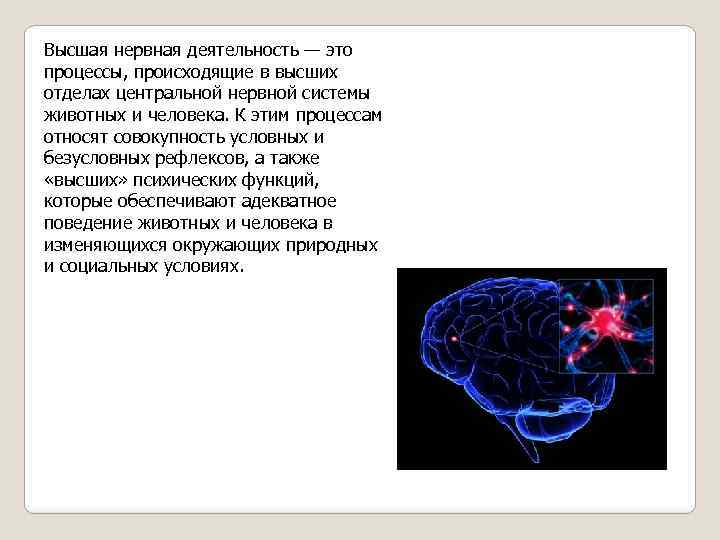 Высшая нервная деятельность — это процессы, происходящие в высших отделах центральной нервной системы животных