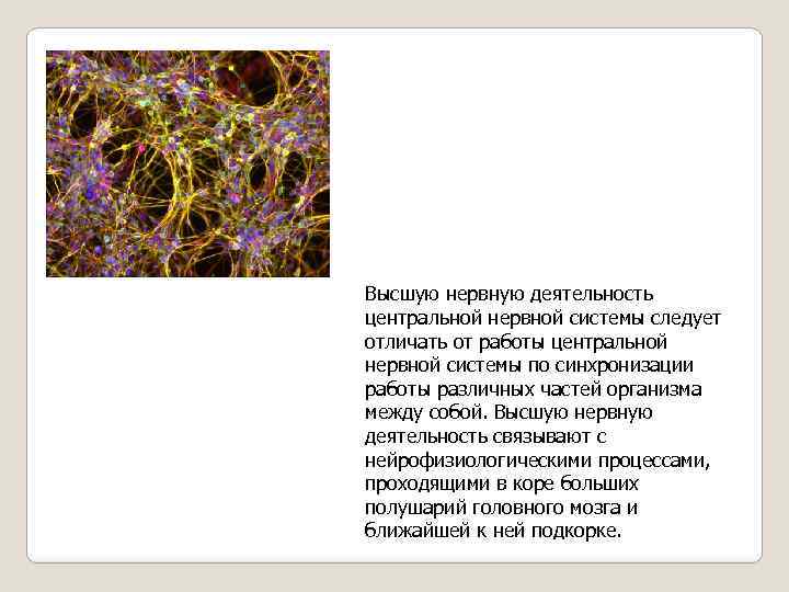 Высшую нервную деятельность центральной нервной системы следует отличать от работы центральной нервной системы по